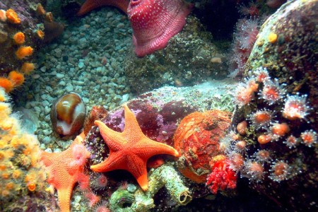 Coral at the Monterey Aquarium