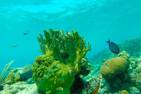 Coral Reef Thumbnail