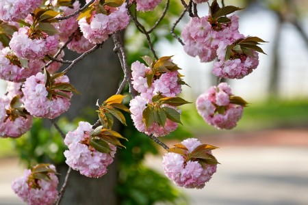 Cherry Blossoms in DC