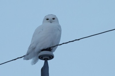 Snowy Owl Thumbnail