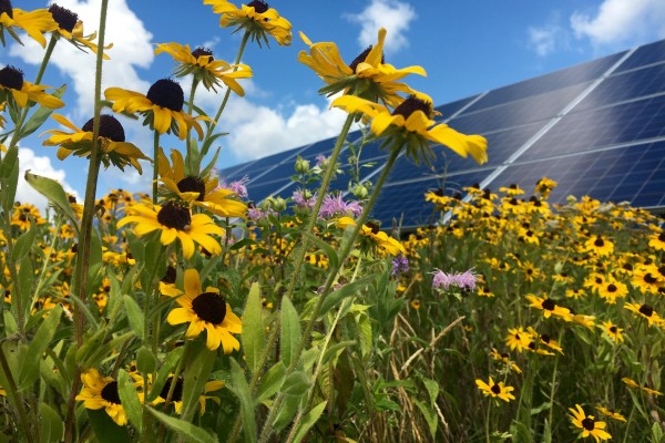 A pollinator-friendly solar development